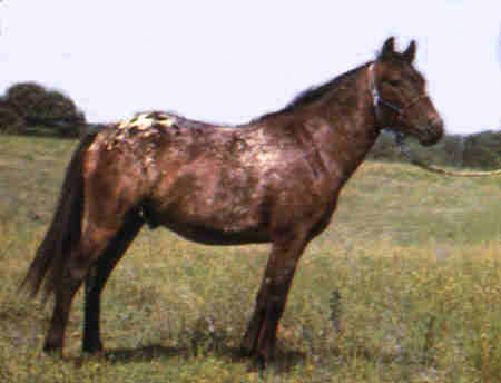 Pony of the Americas