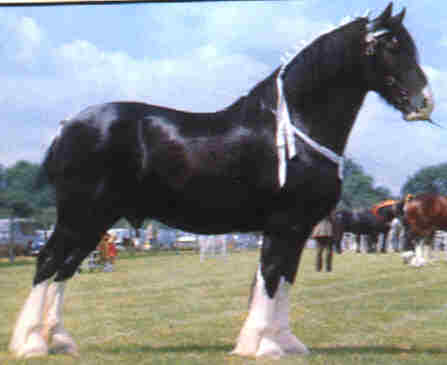 SHIRE HORSE