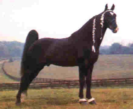 TENNESSEE WALKING HORSE